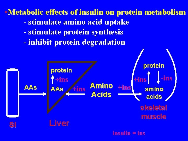  • Metabolic effects of insulin on protein metabolism - stimulate amino acid uptake
