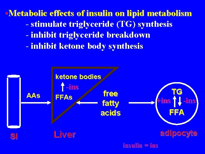  • Metabolic effects of insulin on lipid metabolism - stimulate triglyceride (TG) synthesis
