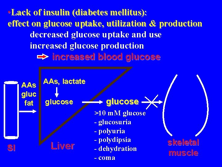  • Lack of insulin (diabetes mellitus): effect on glucose uptake, utilization & production