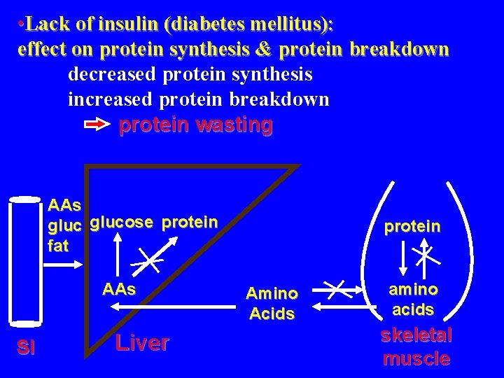  • Lack of insulin (diabetes mellitus): effect on protein synthesis & protein breakdown