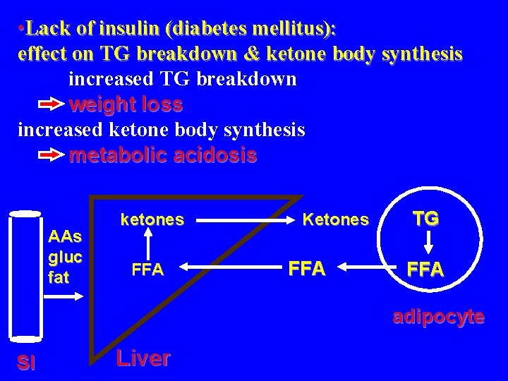 • Lack of insulin (diabetes mellitus): effect on TG breakdown & ketone body