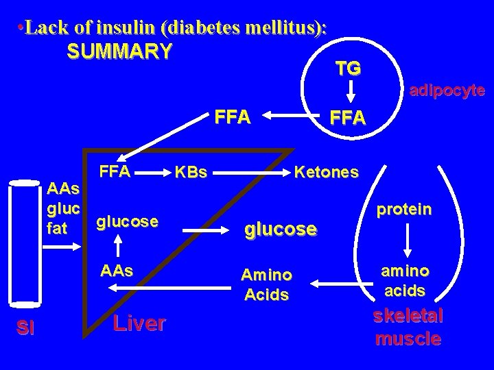  • Lack of insulin (diabetes mellitus): SUMMARY TG adipocyte FFA AAs glucose fat