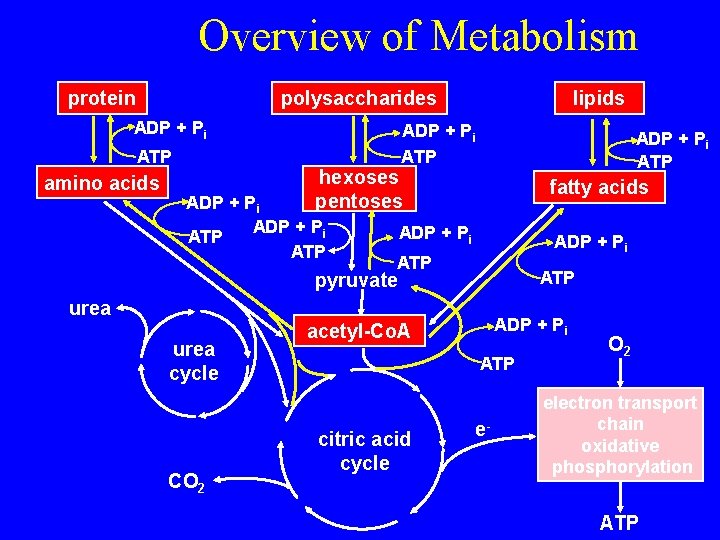 Overview of Metabolism protein polysaccharides ADP + Pi ATP amino acids lipids ADP +