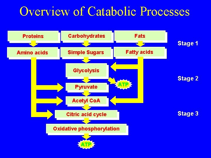 Overview of Catabolic Processes Proteins Fats Carbohydrates Stage 1 Amino acids Fatty acids Simple