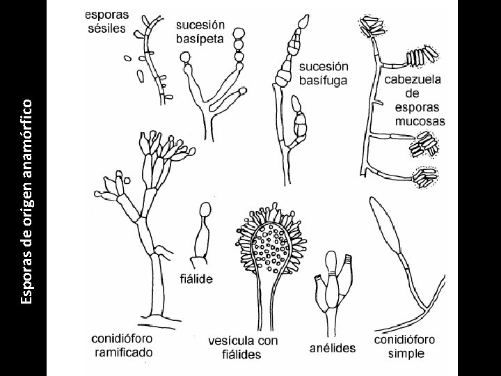 Esporas de origen anamórfico 