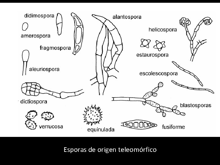 Esporas de origen teleomórfico 