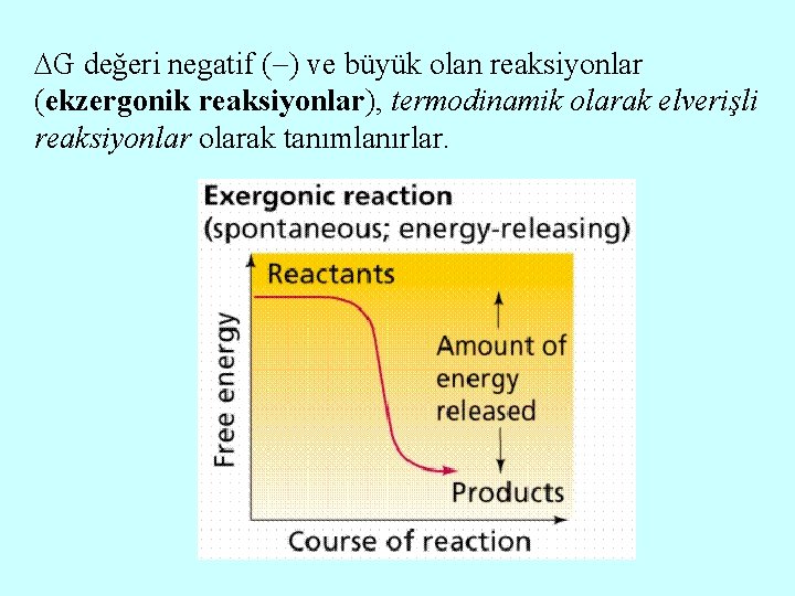  G değeri negatif ( ) ve büyük olan reaksiyonlar (ekzergonik reaksiyonlar), termodinamik olarak