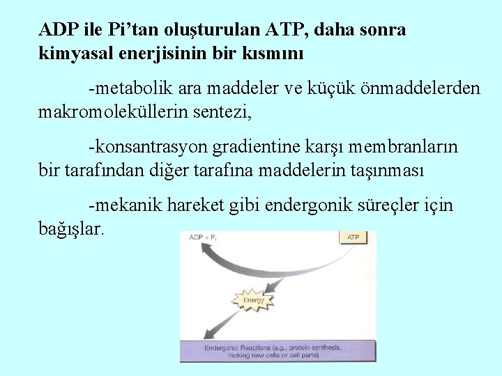 ADP ile Pi’tan oluşturulan ATP, daha sonra kimyasal enerjisinin bir kısmını -metabolik ara maddeler