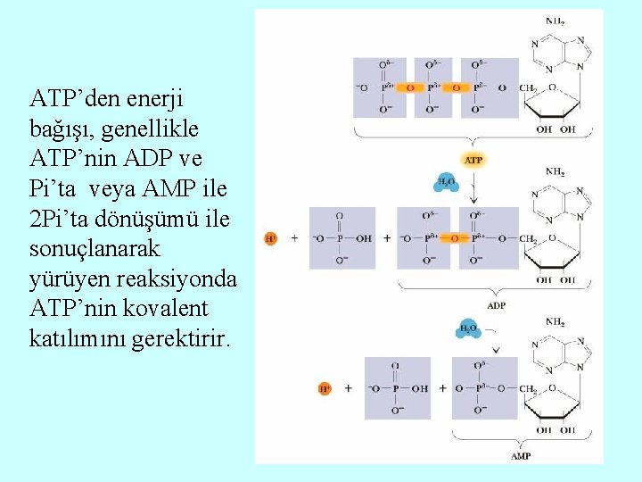 ATP’den enerji bağışı, genellikle ATP’nin ADP ve Pi’ta veya AMP ile 2 Pi’ta dönüşümü