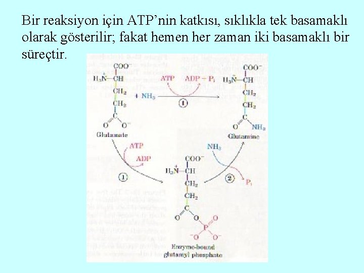 Bir reaksiyon için ATP’nin katkısı, sıklıkla tek basamaklı olarak gösterilir; fakat hemen her zaman