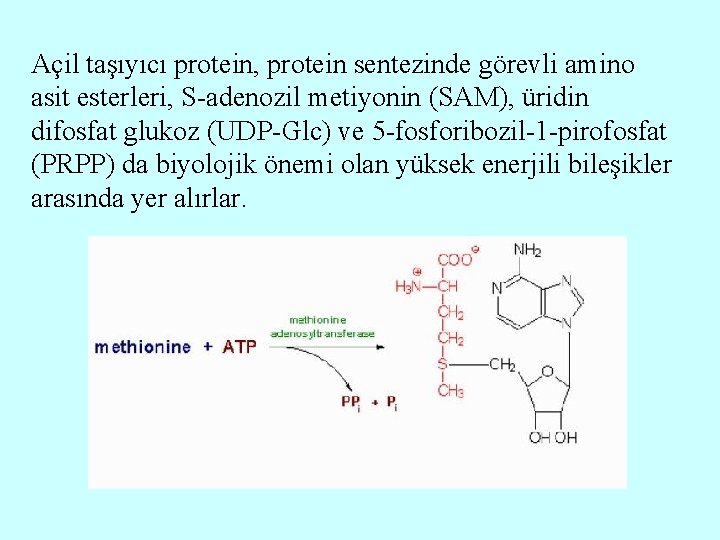 Açil taşıyıcı protein, protein sentezinde görevli amino asit esterleri, S-adenozil metiyonin (SAM), üridin difosfat