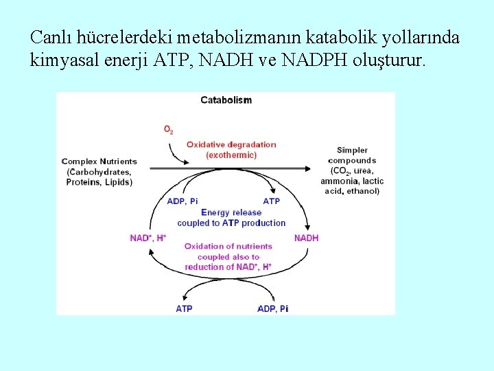 Canlı hücrelerdeki metabolizmanın katabolik yollarında kimyasal enerji ATP, NADH ve NADPH oluşturur. 