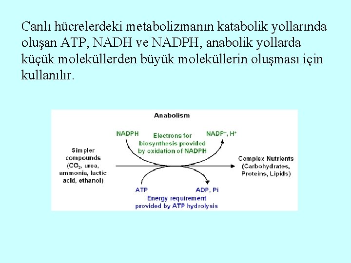 Canlı hücrelerdeki metabolizmanın katabolik yollarında oluşan ATP, NADH ve NADPH, anabolik yollarda küçük moleküllerden