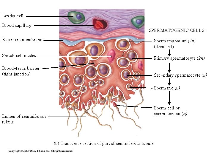 Leydig cell Blood capillary SPERMATOGENIC CELLS: Basement membrane Spermatogonium (2 n) (stem cell) Sertoli