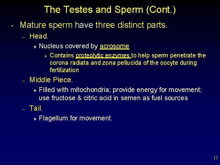 The Testes and Sperm (Cont. ) • Mature sperm have three distinct parts. –