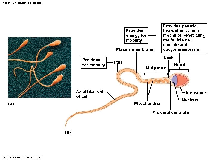 Figure 16. 5 Structure of sperm. Provides energy for mobility Plasma membrane Provides for