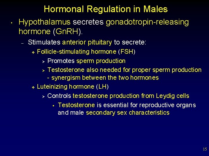 Hormonal Regulation in Males • Hypothalamus secretes gonadotropin-releasing hormone (Gn. RH). – Stimulates anterior