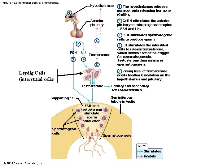 Figure 16. 6 Hormonal control of the testis. Hypothalamus 1 The hypothalamus releases gonadotropin-releasing