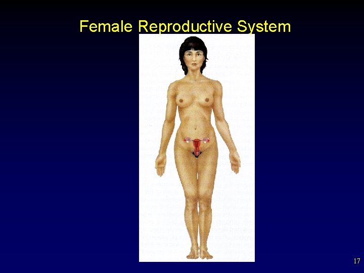 Female Reproductive System 17 