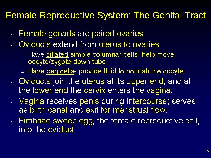 Female Reproductive System: The Genital Tract • • Female gonads are paired ovaries. Oviducts