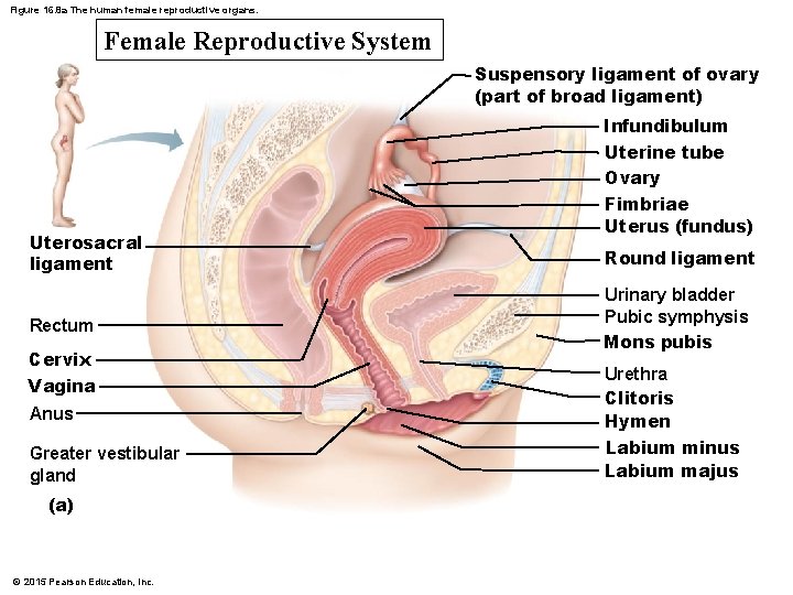 Figure 16. 8 a The human female reproductive organs. Female Reproductive System Suspensory ligament