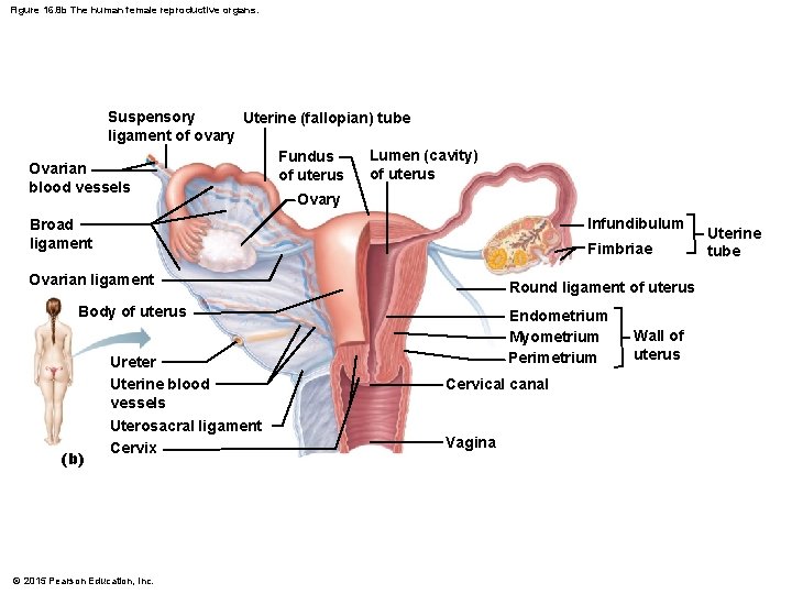 Figure 16. 8 b The human female reproductive organs. Suspensory Uterine (fallopian) tube ligament