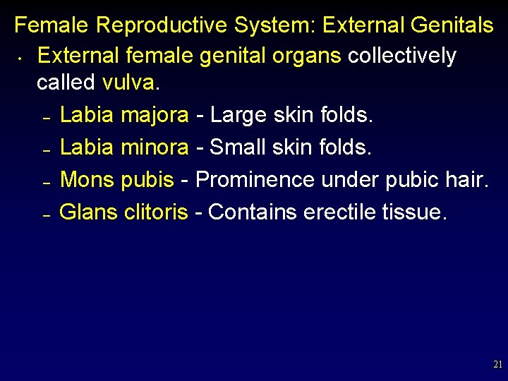 Female Reproductive System: External Genitals • External female genital organs collectively called vulva. –