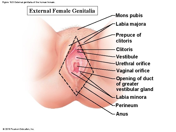 Figure 16. 9 External genitalia of the human female. External Female Genitalia Mons pubis