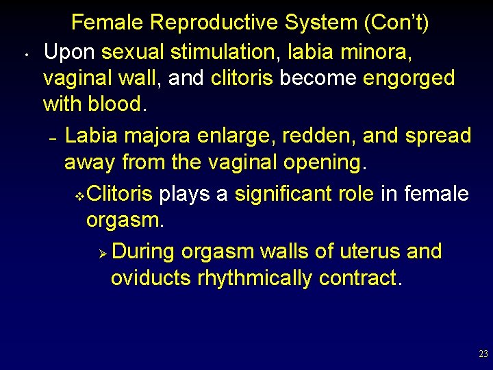  • Female Reproductive System (Con’t) Upon sexual stimulation, labia minora, vaginal wall, and