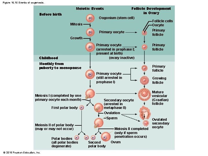 Figure 16. 10 Events of oogenesis. Follicle Development in Ovary Oogonium (stem cell) Follicle