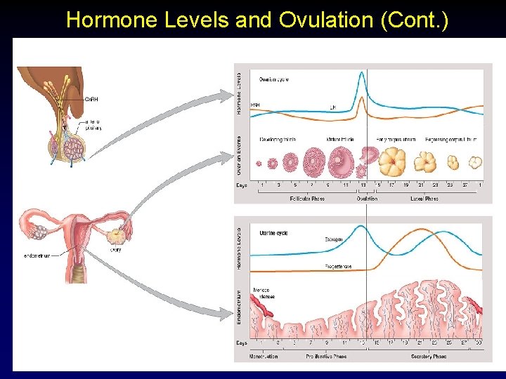 Hormone Levels and Ovulation (Cont. ) 27 