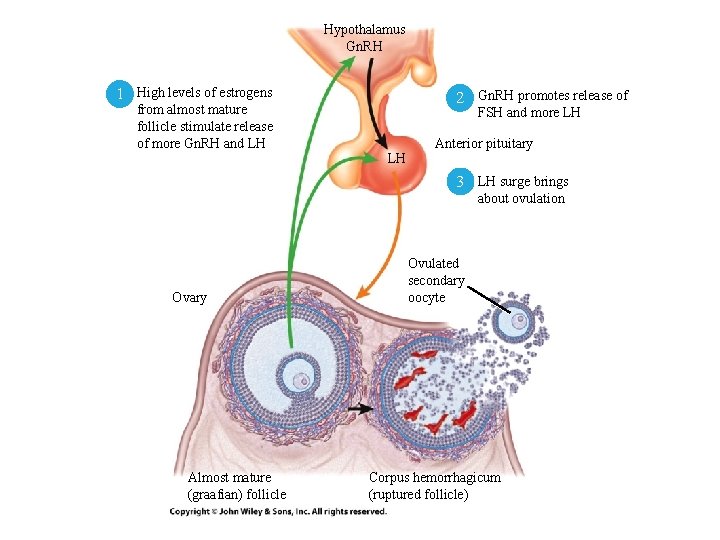 Hypothalamus Gn. RH 1 High levels of estrogens 2 Gn. RH promotes release of