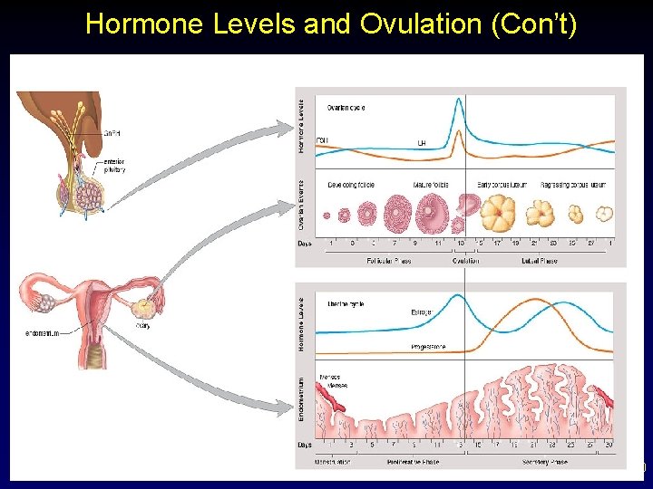 Hormone Levels and Ovulation (Con’t) 30 