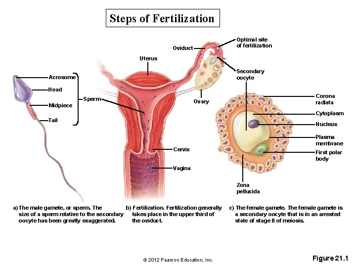 Steps of Fertilization Optimal site of fertilization Oviduct Uterus Secondary oocyte Acrosome Head Sperm