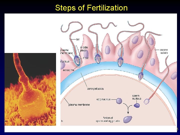 Steps of Fertilization 36 