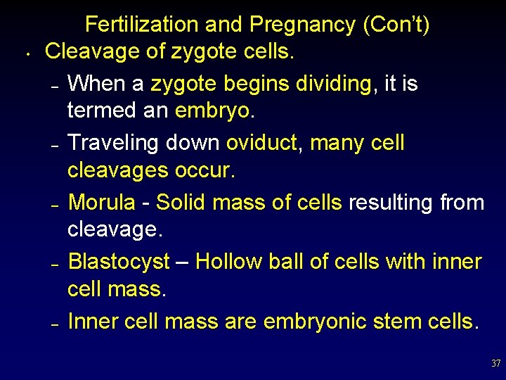  • Fertilization and Pregnancy (Con’t) Cleavage of zygote cells. – When a zygote