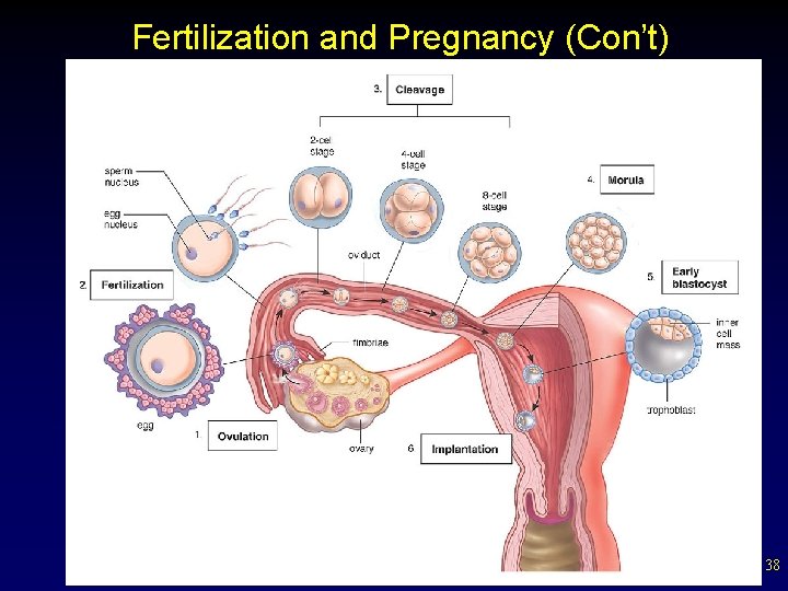 Fertilization and Pregnancy (Con’t) 38 