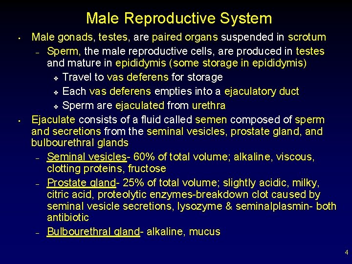 Male Reproductive System • • Male gonads, testes, are paired organs suspended in scrotum