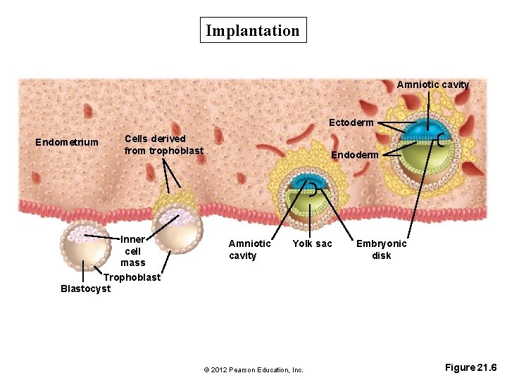 Implantation Amniotic cavity Ectoderm Endometrium Cells derived from trophoblast Inner cell mass Trophoblast Blastocyst