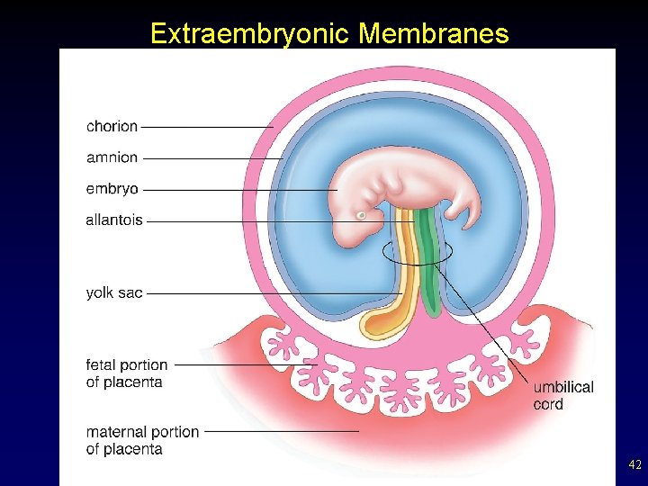 Extraembryonic Membranes 42 