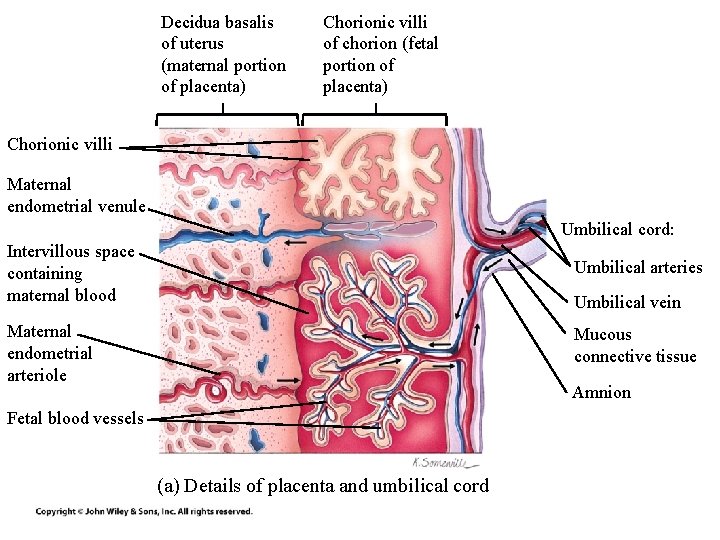 Decidua basalis of uterus (maternal portion of placenta) Chorionic villi of chorion (fetal portion