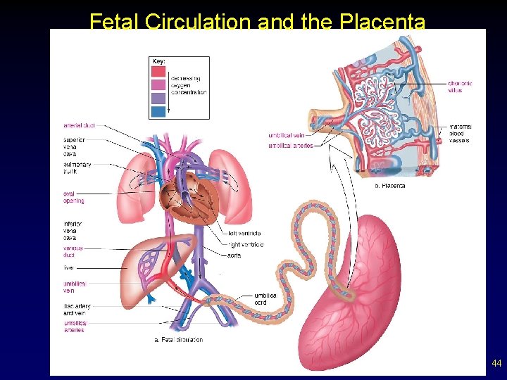 Fetal Circulation and the Placenta 44 