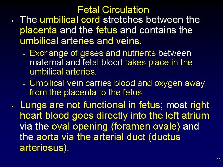  • Fetal Circulation The umbilical cord stretches between the placenta and the fetus