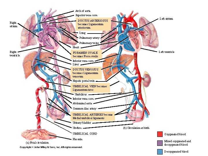 Arch of aorta Superior vena cava Left atrium DUCTUS ARTERIOSUS becomes Ligamentum arteriosum Right