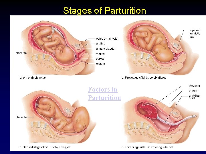 Stages of Parturition Factors in Parturition 49 