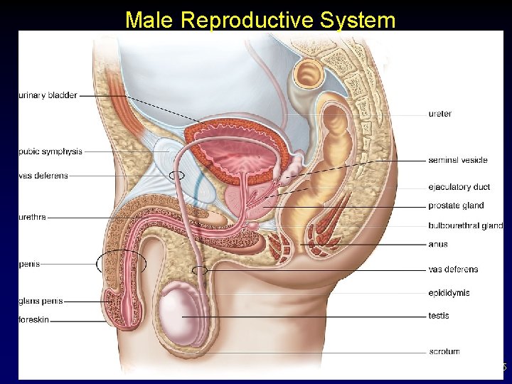 Male Reproductive System 5 