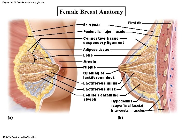 Figure 16. 13 Female mammary glands. Female Breast Anatomy First rib Skin (cut) Pectoralis