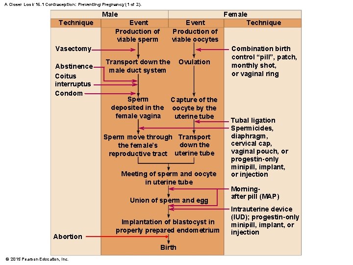 A Closer Look 16. 1 Contraception: Preventing Pregnancy (1 of 2). Male Technique Event