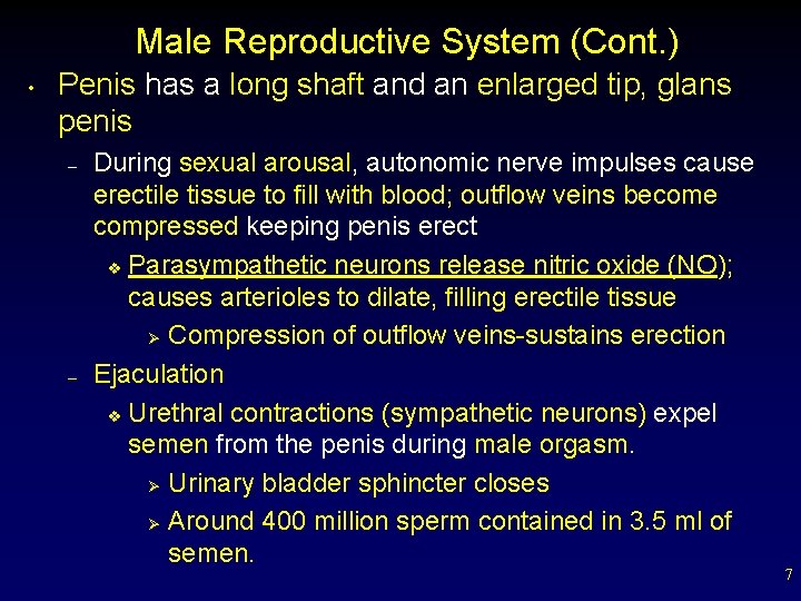 Male Reproductive System (Cont. ) • Penis has a long shaft and an enlarged