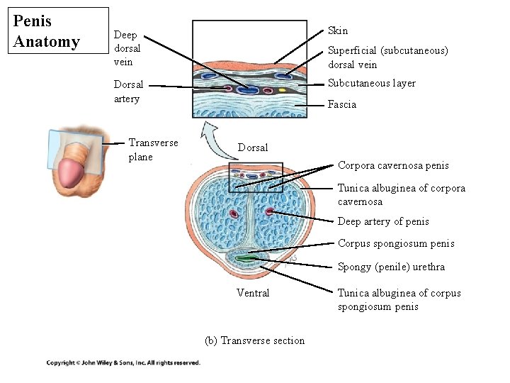 Penis Anatomy Deep dorsal vein Skin Dorsal artery Subcutaneous layer Transverse plane Superficial (subcutaneous)